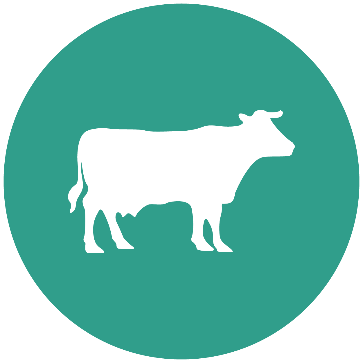 Vetmed website icon_cattle