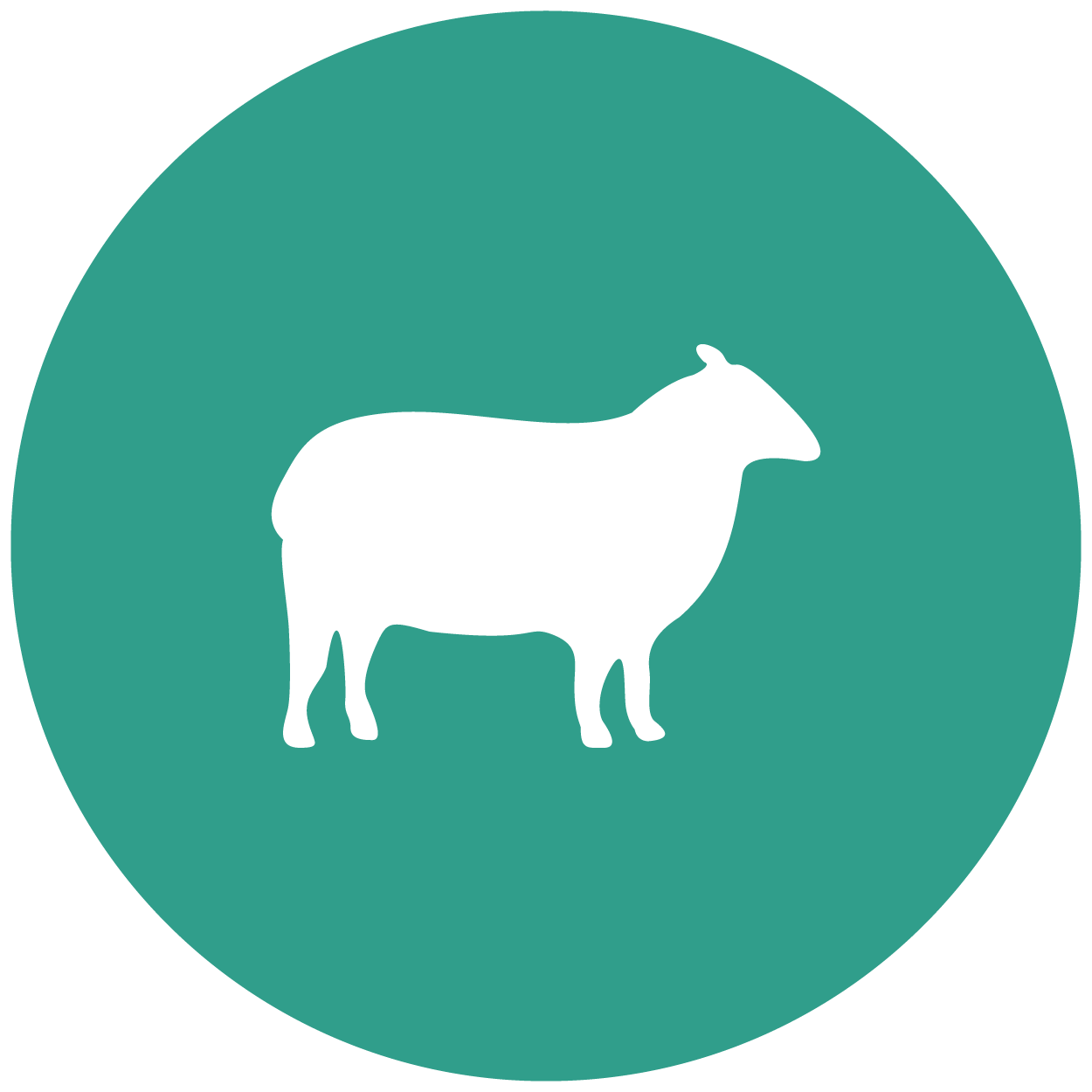 Vetmed website icon_sheep