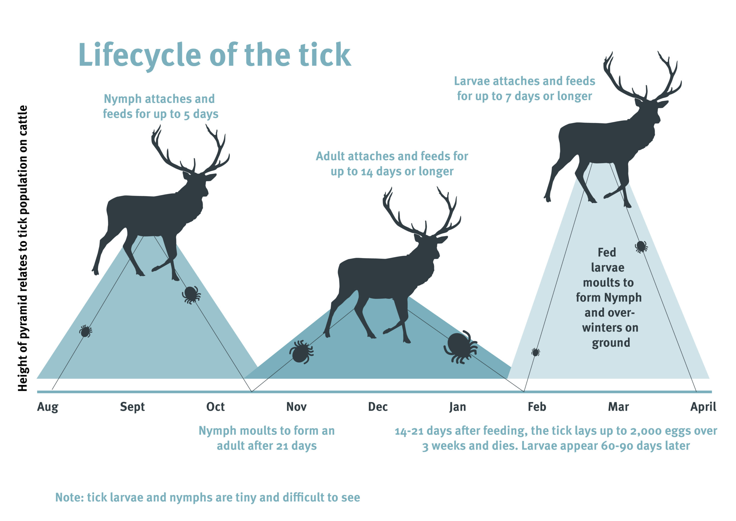 Tick larvae cycle