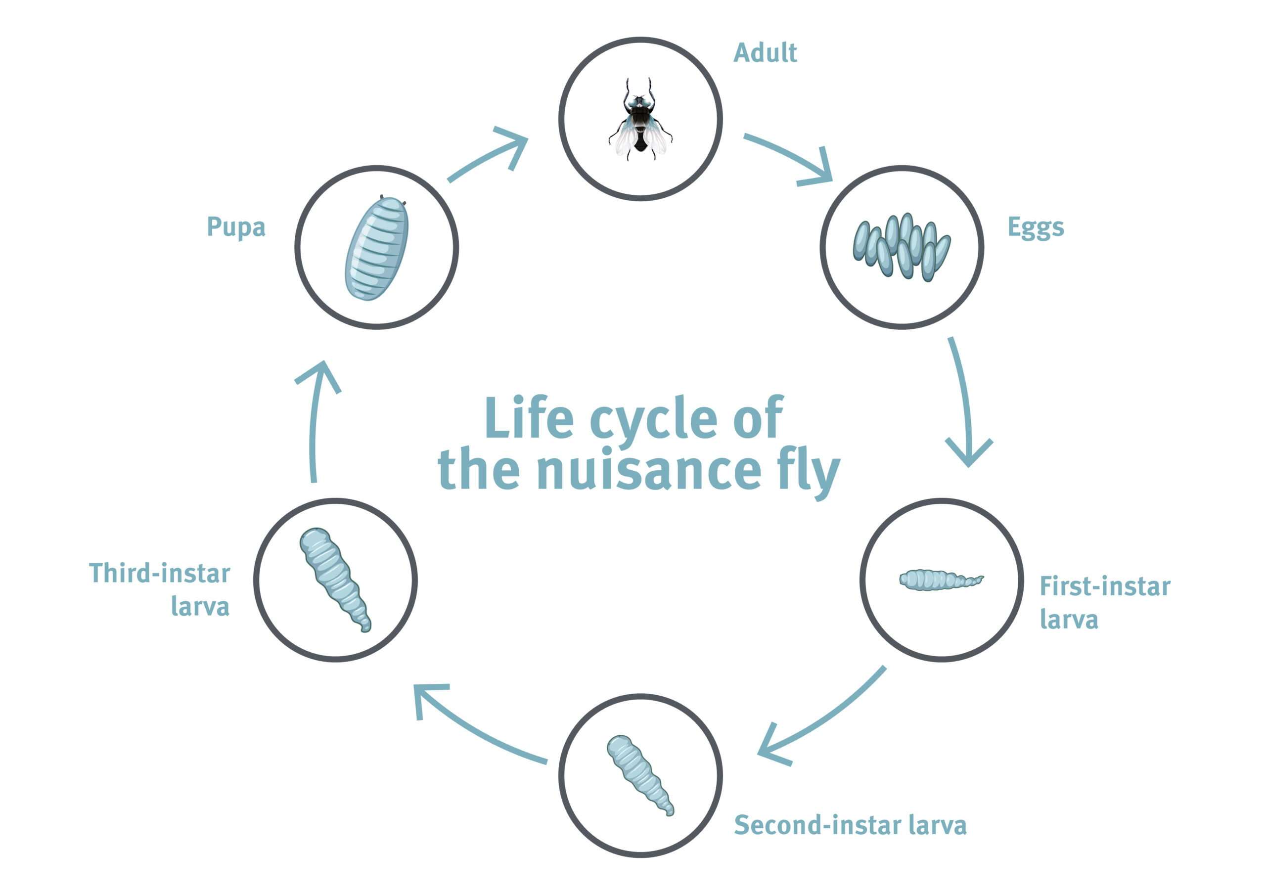 nuisance fly larvae cycle