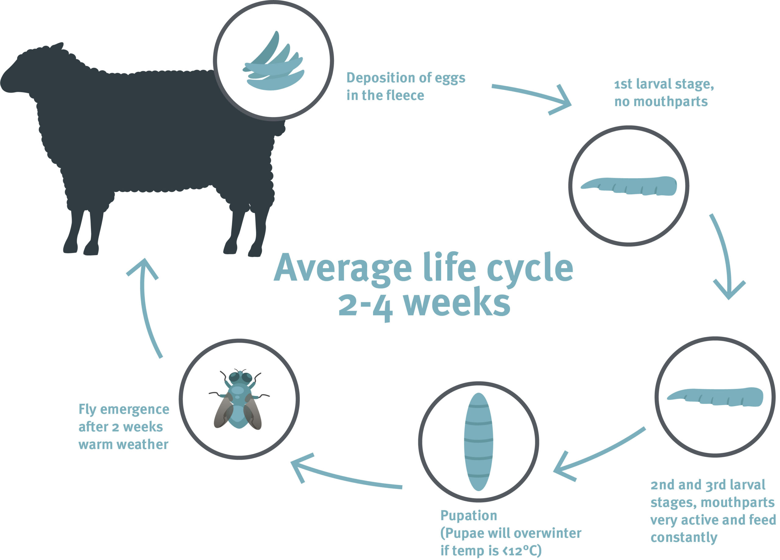 larvae cycles_Blowfly_sheep_v2