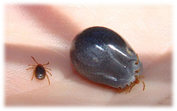 Ticks